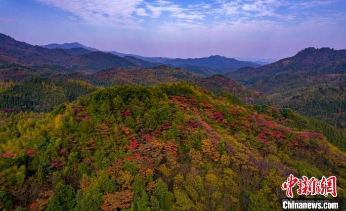 初冬时节的新余市分宜县大岗山色彩层次分明,树木种类繁多。(资料图) 赵春亮 摄